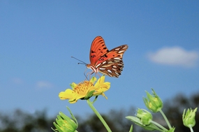 蓝色天空黄色花朵蝴蝶摄影图片